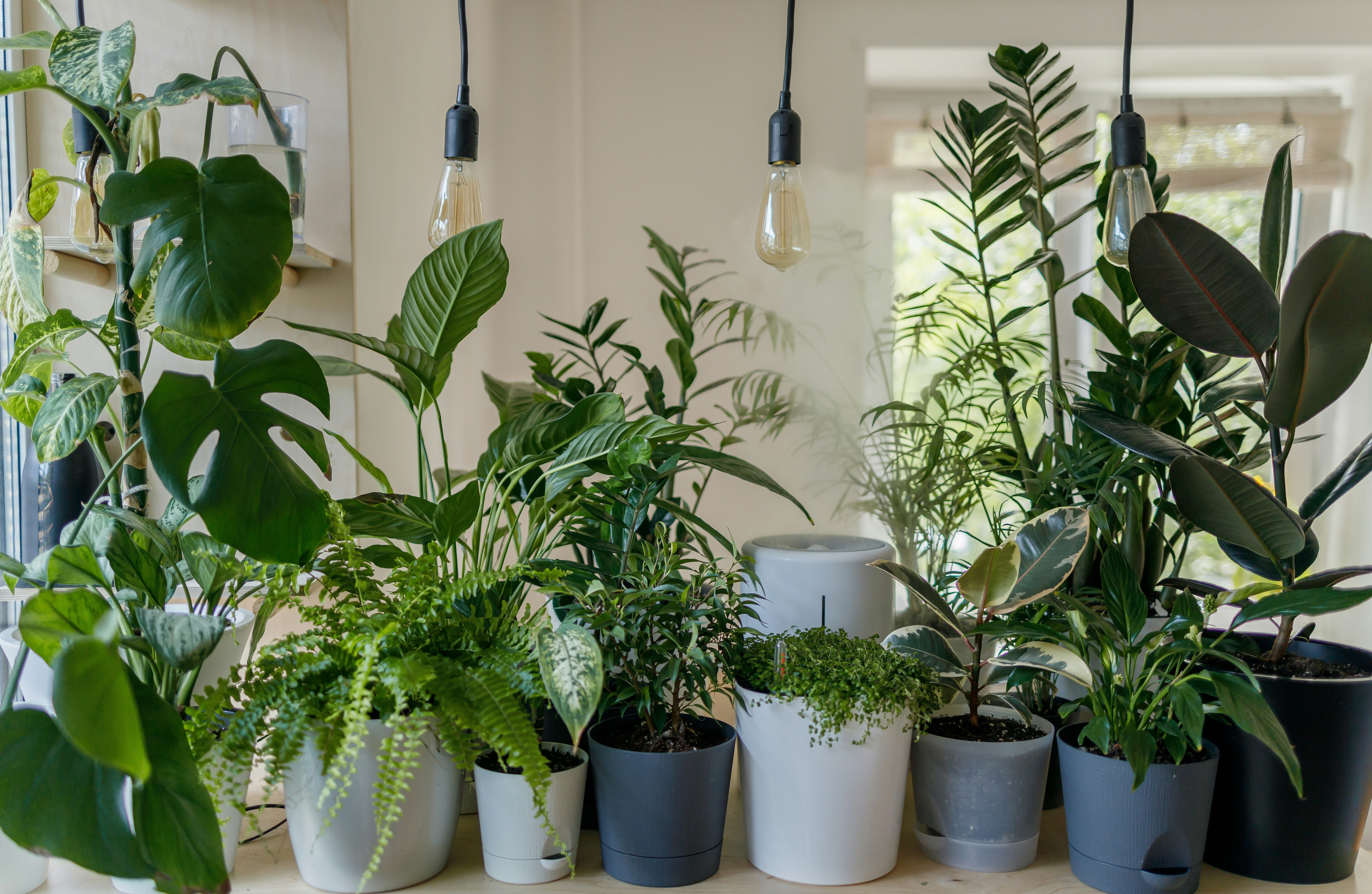 A vibrant collection of healthy potted plants