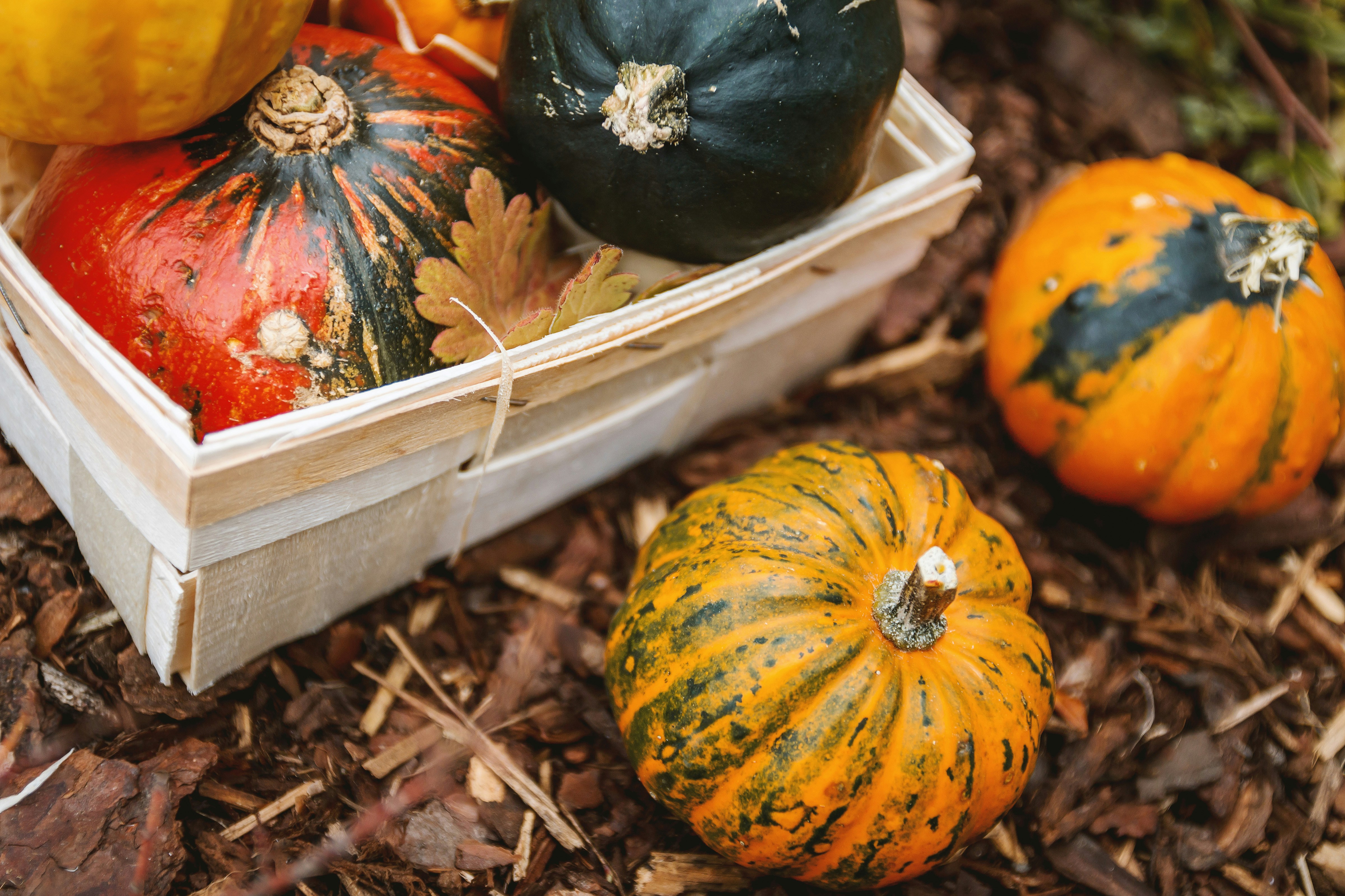 Colorful squash in a basket