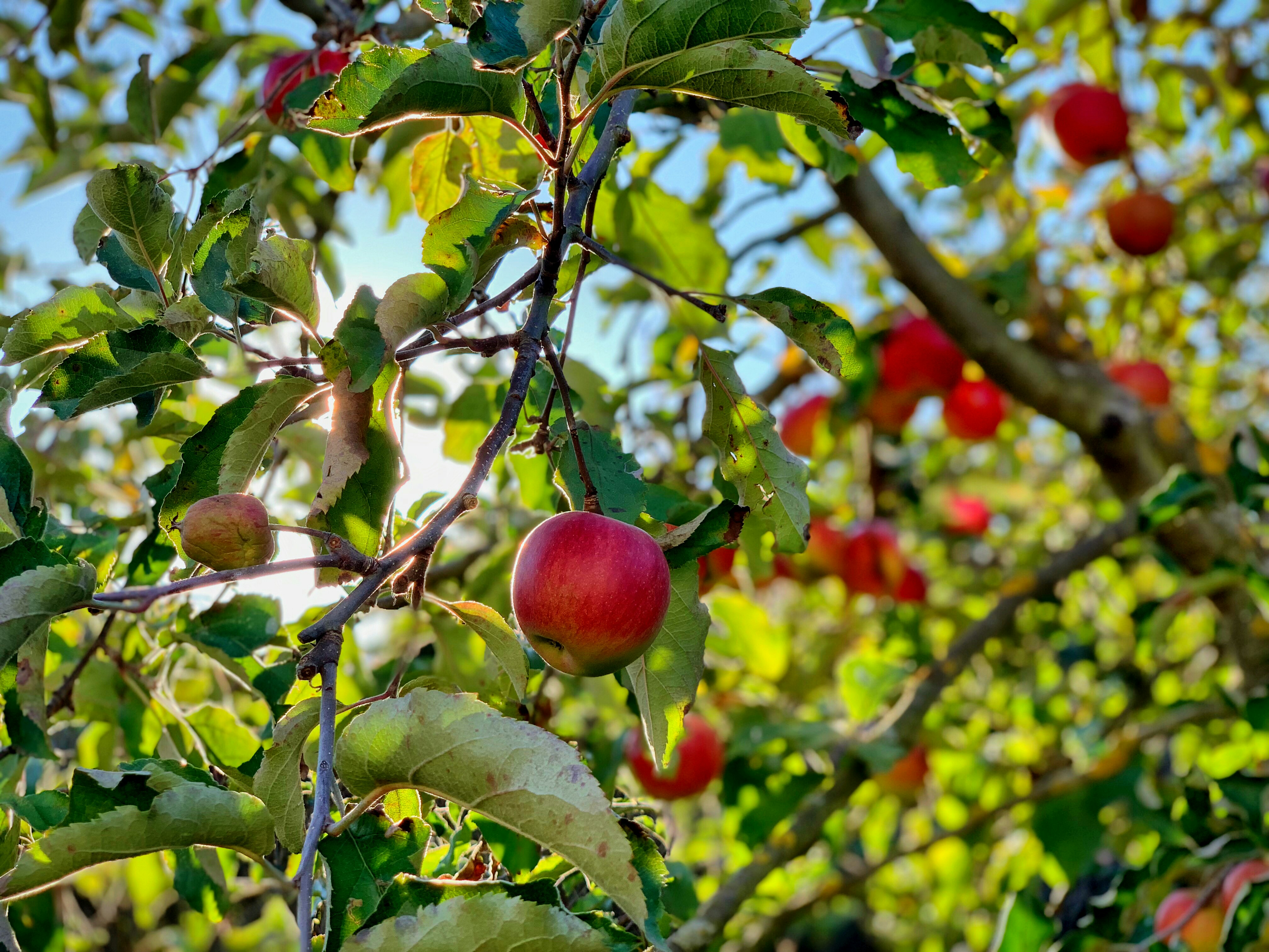 An apple tree with ripe apples