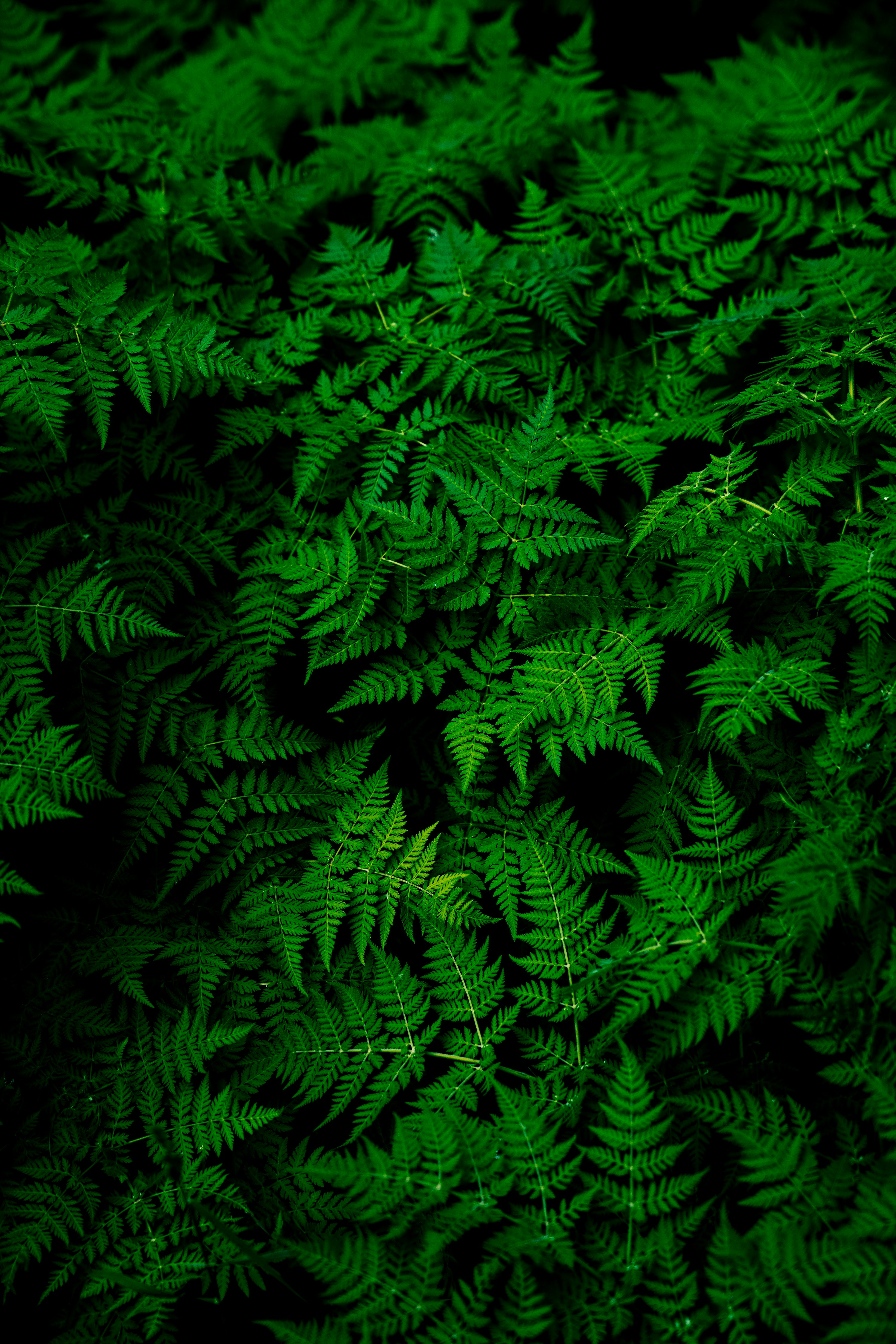 Plant leaves background