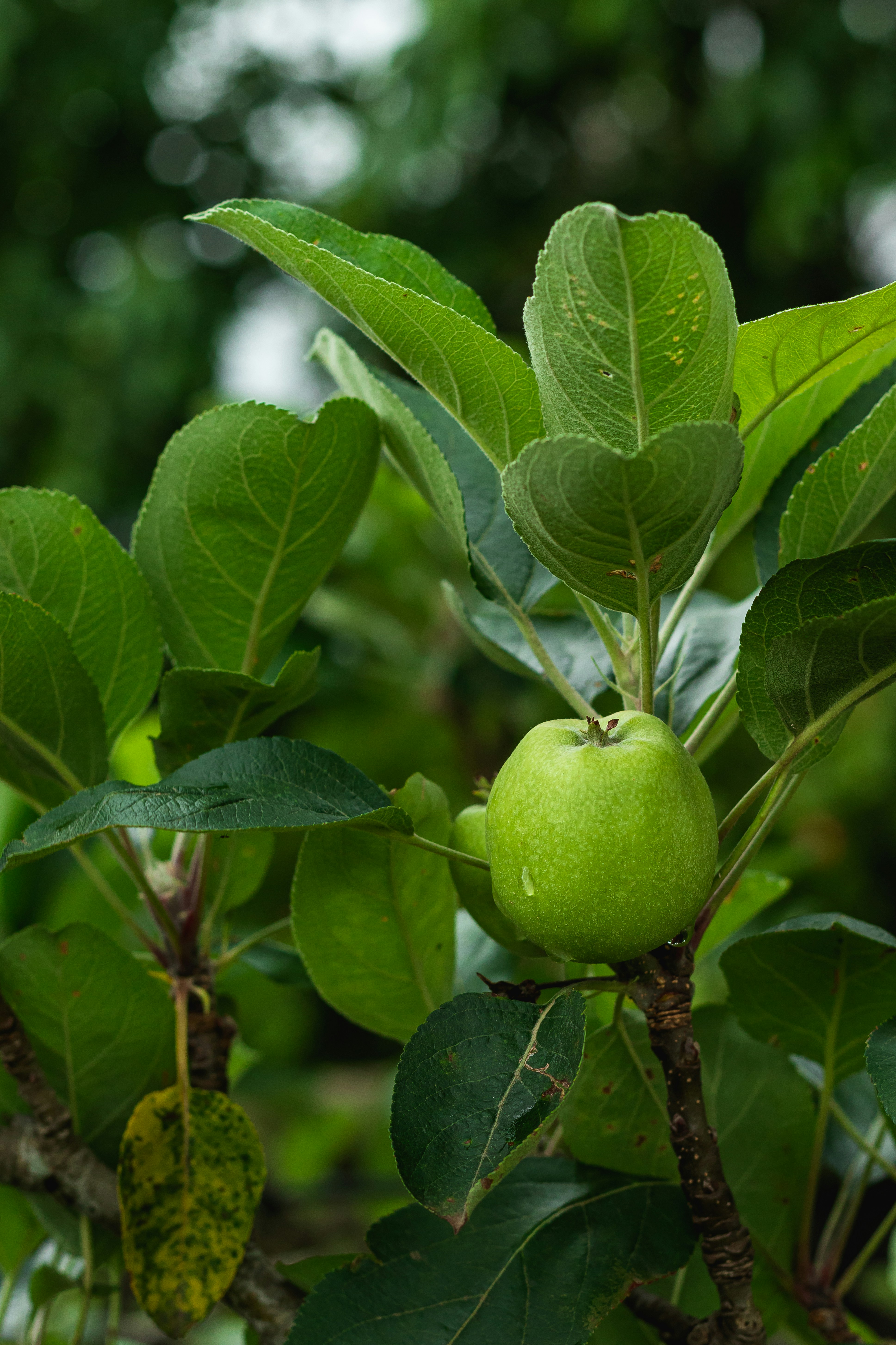 Apple Plant