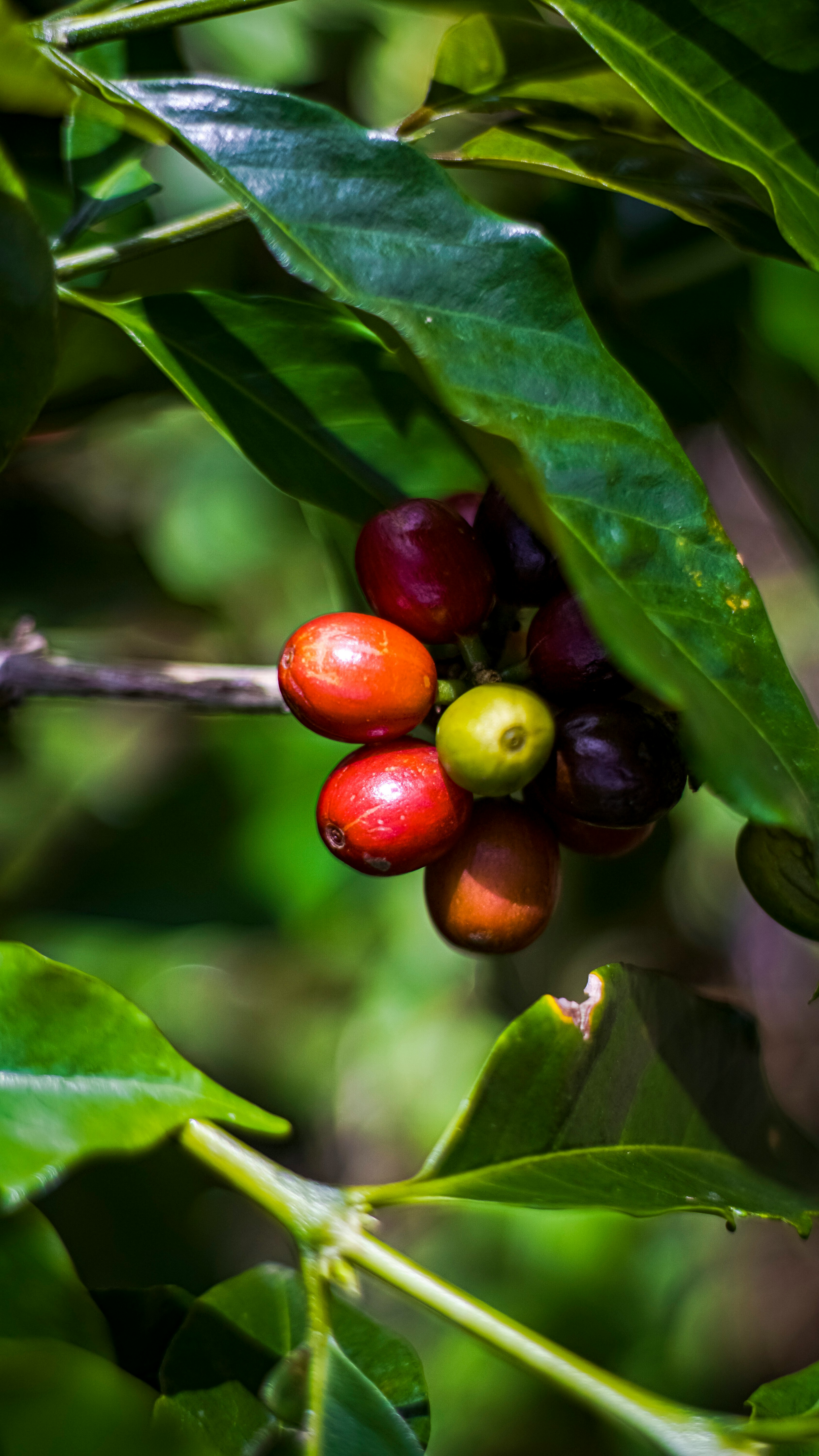 Coffee Plant
