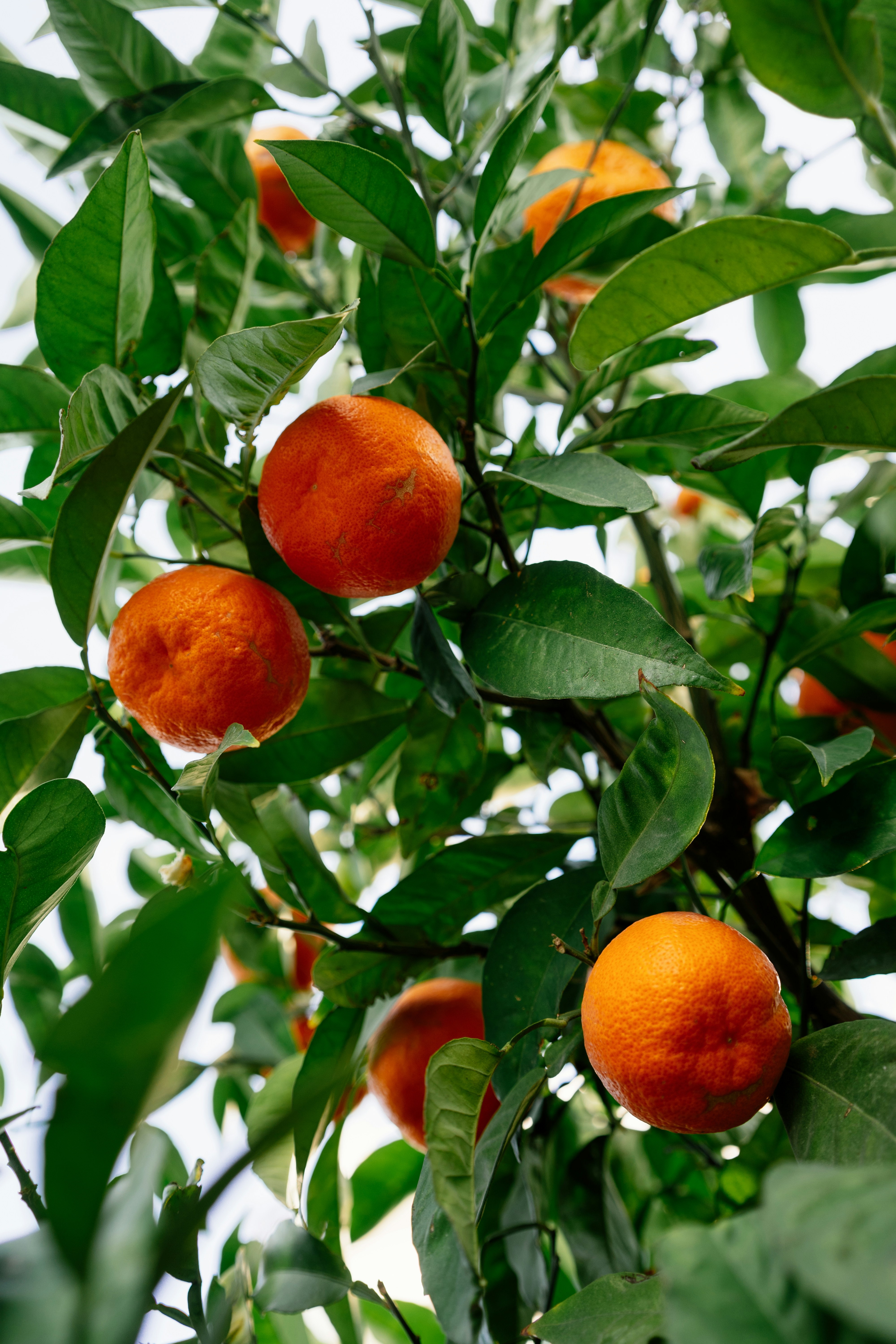 Orange Plant