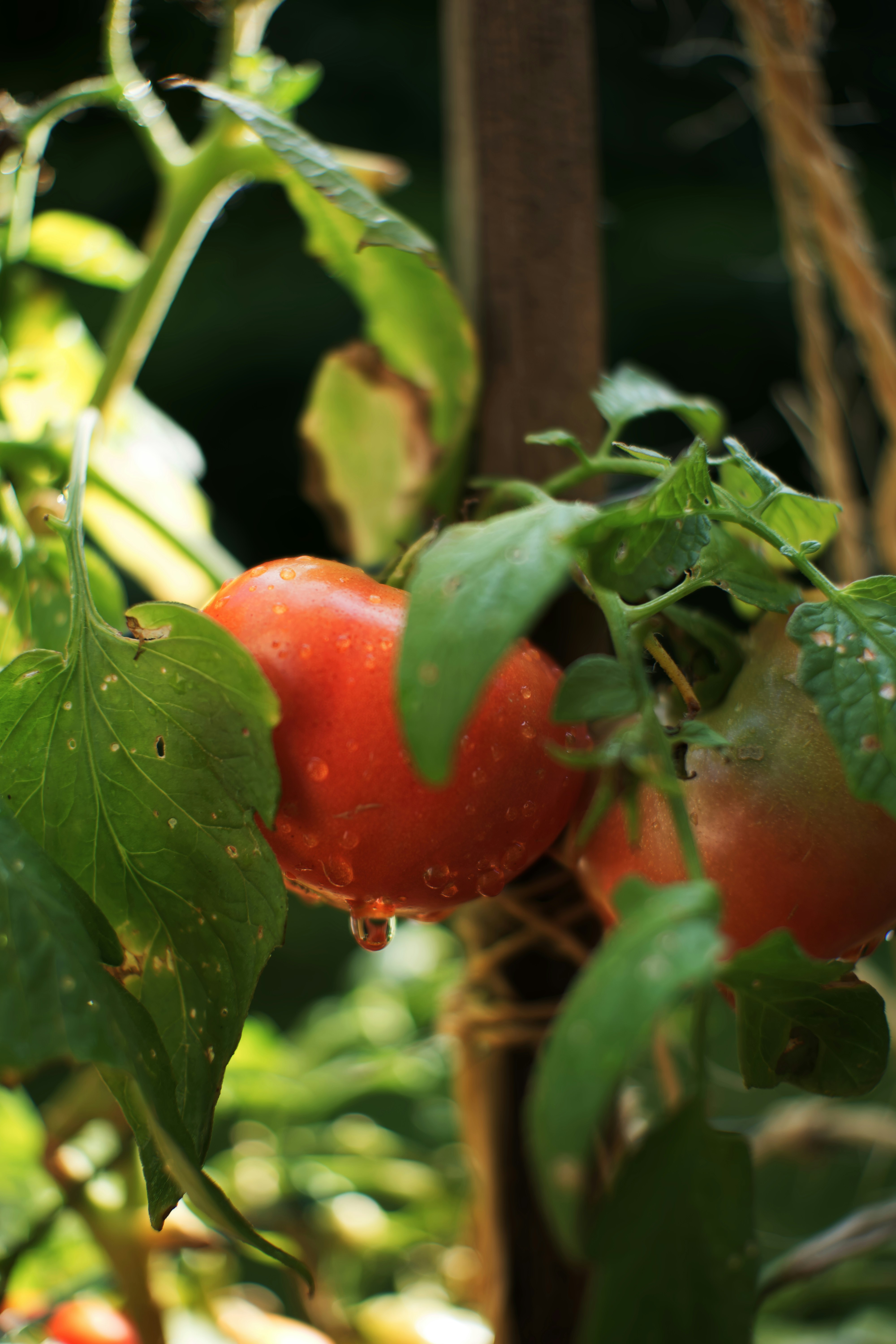 Tomato Plant