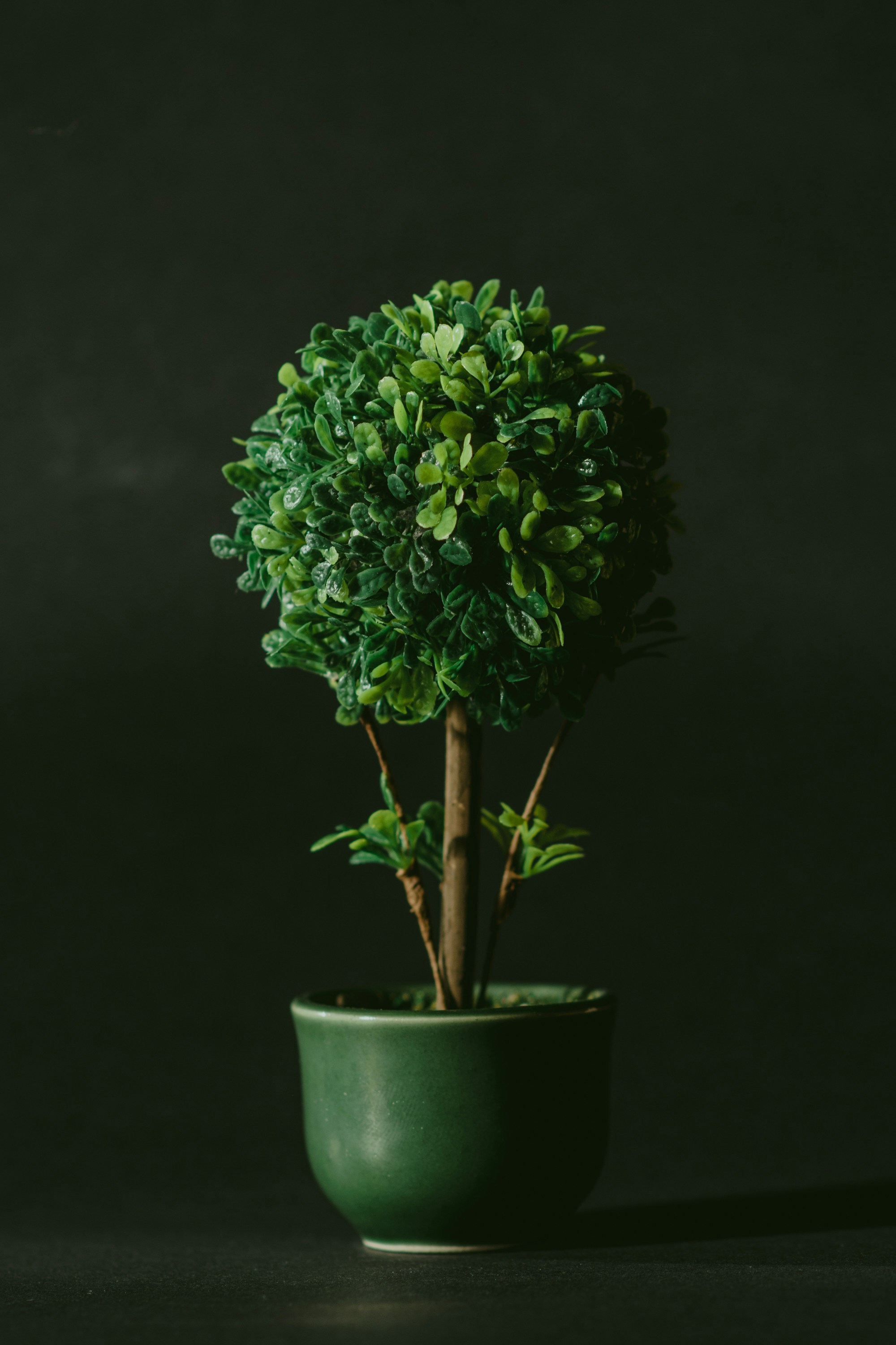 Plant in pot background